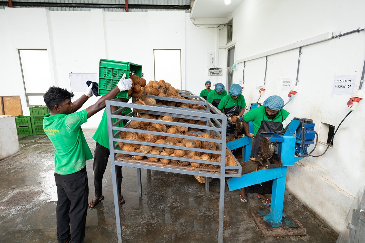 Workers loading fresh coconuts at the de-husking station